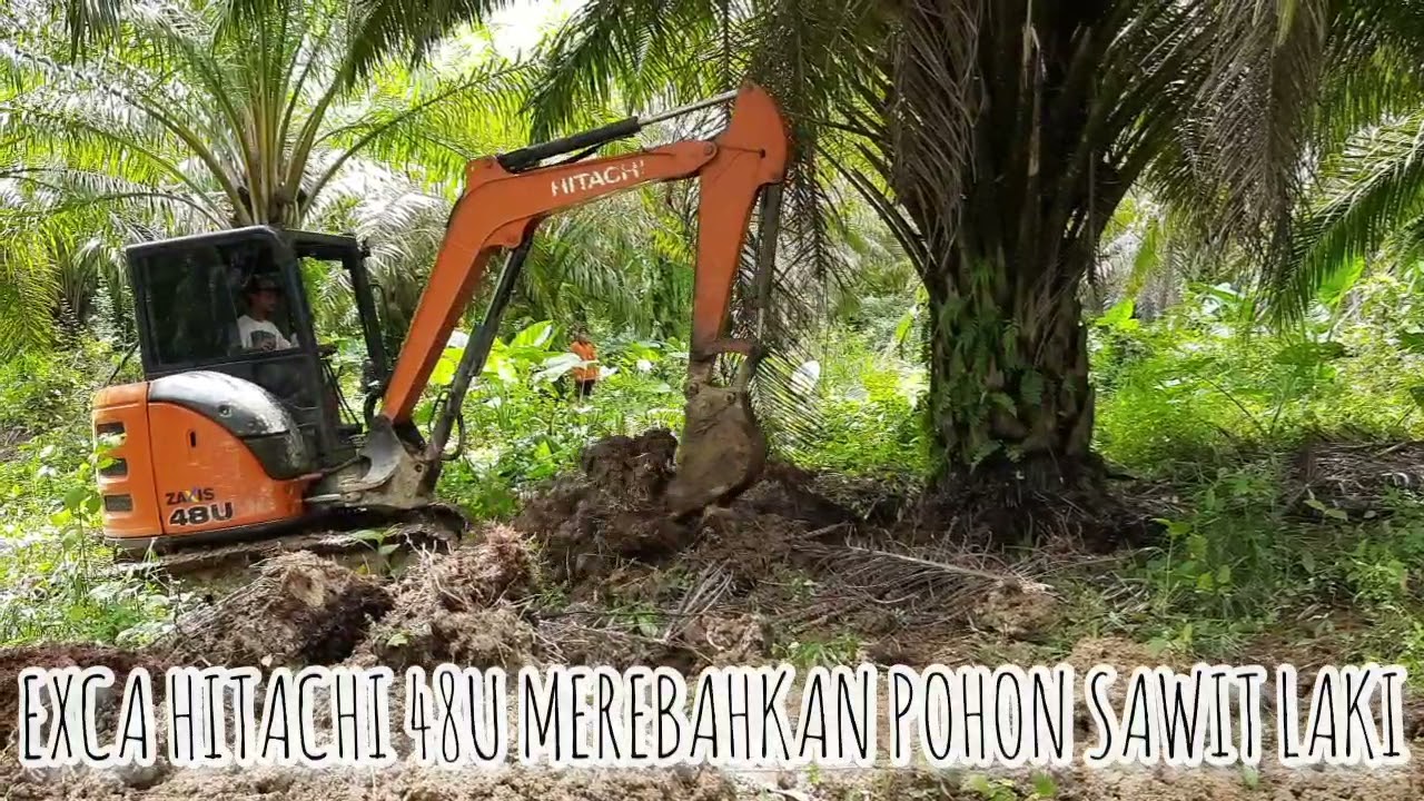 EXCAVATOR HITACHI 48U MEREBAHKAN POHON SAWIT