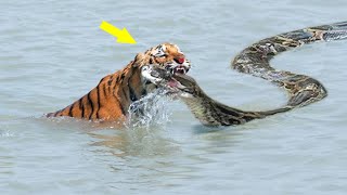 TOP 15 Nasib Sial Ular Raksasa Saat Menantang Harimau & Predator Lainnya Berakhir