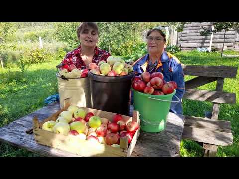 Неожиданная потеря/ Боремся с осами, яблоками и помидорами).