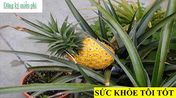 Bệnh Tiểu Đường Có Nên Ăn Dứa Thơm Khóm Hay Không