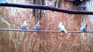 Stieglitz Major Mutationen