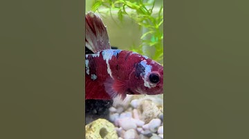 Cách Trị Bệnh Nấm Cho Cá Betta Hiệu Quả | Betta Sales