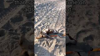 Beach Pups Indie Artist #dreampop #indierock #tameimpala #macdemarco #emergingartist