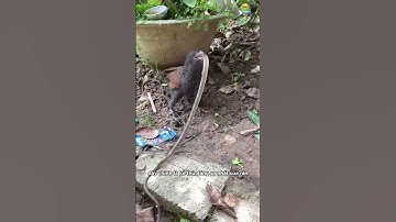 📹 Chim Bìm Bịp Tóm Gọn Rắn – Kẻ Thù Truyền Kiếp Của Loài Rắn! 🐍