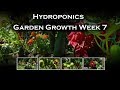 Hydroponics Vegetable Garden -Solar Powered Automatic Watering System Flood &amp; Drain - Week 7 -