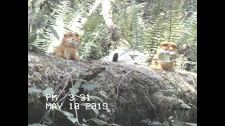 taking Polaroids of Garfield plushies in the woods by occasionally occasional 260 views 4 years ago 7 minutes, 48 seconds