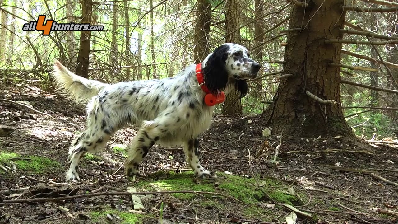 Beretti Beeper 2000 xp® per la caccia con i cani da ferma