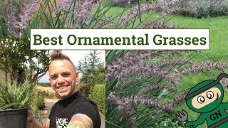 Best Ornamental Grasses for Gardens & Planting guide