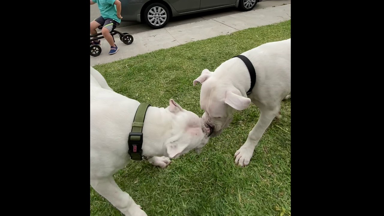Dogo Argentino w/ 500 PSI bite force YouTube