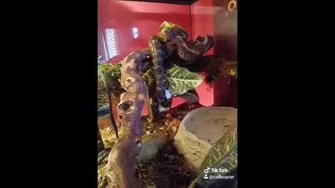 Feeder Mouse meets Queensland carpet python