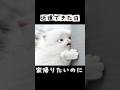 近道できた日 #shorts #猫アニメ #猫