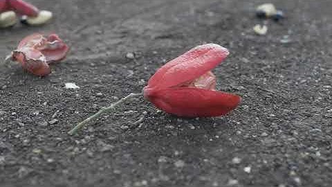 Trial Presence - Seven [Official Music Video] @MellowPoly (MPR16)