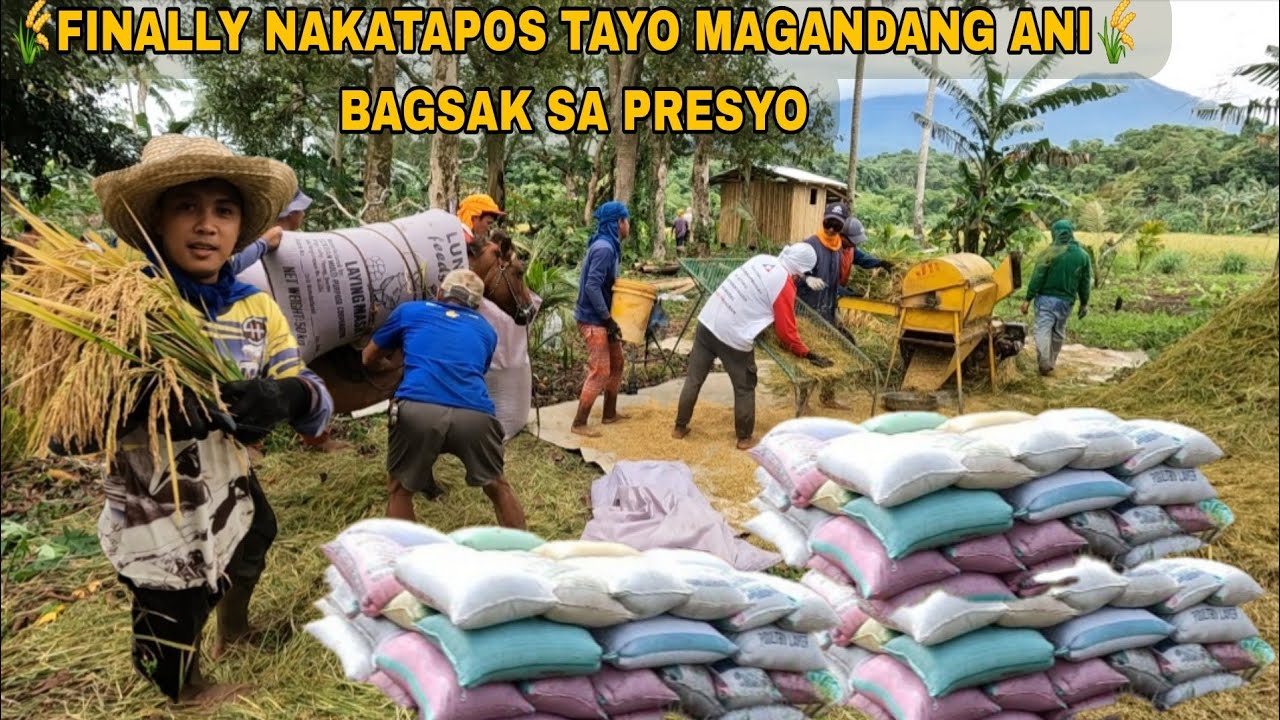 68 SAKO NAHARVEST NATIN PALAY SA AREA 3 MABILISANG PAGAANI DAHIL MAY DARATING PANG ISANG BAGYO