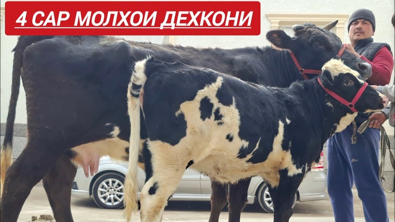 987302207 ватсаб 927302207 мобилний 4 САР МОЛХОИ ОРГИНАЛ АЗ ДЕХКОН НАРХ АРЗОН
