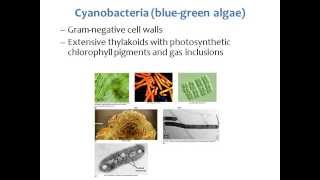 BI280 Chapter 4 Survey of Prokaryotic Cells - Part 3 of 3
