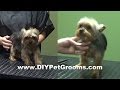 Groom A Yorkshire Terrier &quot;Yorkie&quot; - Puppy Cut (Trailer)