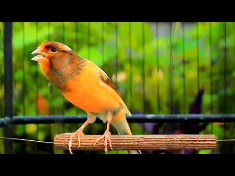 شب های آرامش آواز پرنده قناری بلژیکی برای احساسات آرام و خواب آرام 