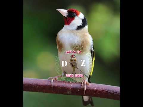 تغريد خرافي لطائر الحسون مقنين في الطبيعة