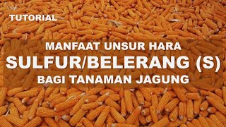 TUTORIAL Manfaat unsur hara Sulfur Bagi Tanaman jagung
