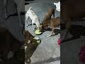 street dogs కి food పెట్టి ప్రాణం పోయండి