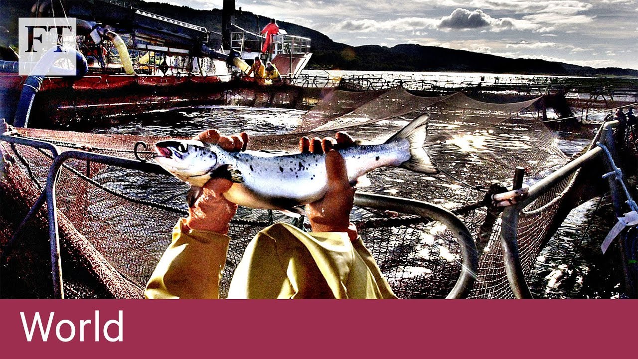 Brexit and the future of British fishing