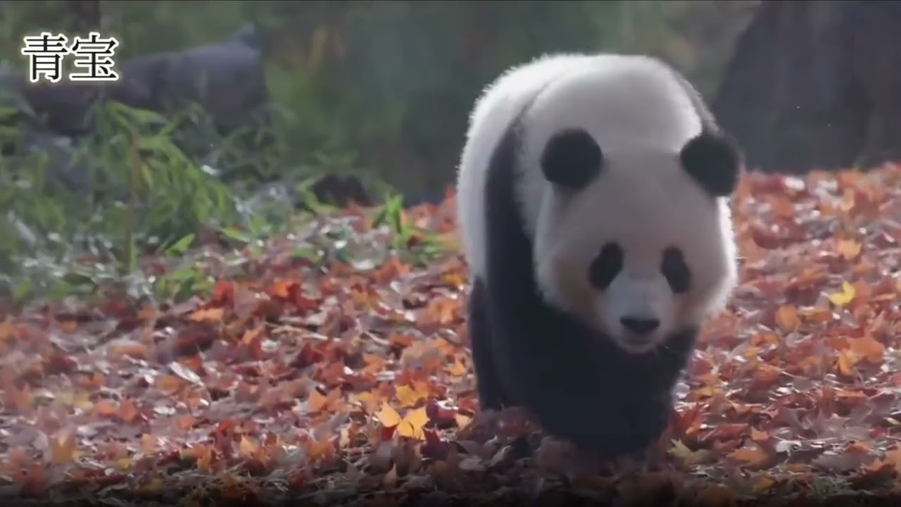 Weekly Quarantine Journal of Giant Pandas 'Bao Li' and 'Qing Bao' 04