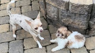 Myka & Kyah Playing With The Shih Tzu Puppies