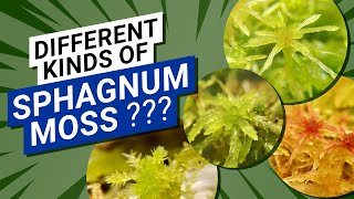 What Are The Different Kinds Of Sphagnum Moss I Have 4 Species And They Dont Grown The Same