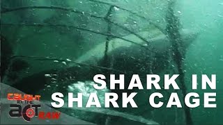 Great White Shark Cage Diving Gone Wrong! | Caught in the Act RAW