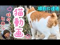 【癒し】猫ちゃん動画~時々、ヒロシ〜