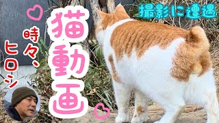 【癒し】猫ちゃん動画~時々、ヒロシ〜