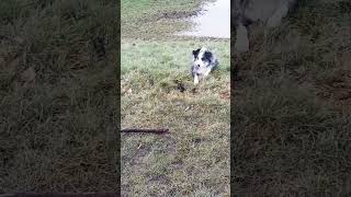 Dogs Day At The Office As Usual 🤦‍♂️ #dog #youtubeshorts