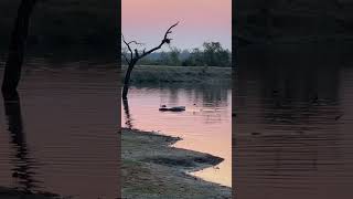 Amazing Sunset in 4K - IPhone 15 Pro Max - Simbambili - Kruger Park - South Africa - Sep 2023