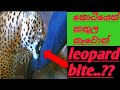 srilankan leoperd with keeper/සුදු මහත්තයා එක්ක පොඩි වලියක්#leopard #srilanka #zoo