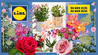 LIDL  CATALOGUE -DU 22 AU 28.05.24 FLEURS PLANTES FETE DES MERES