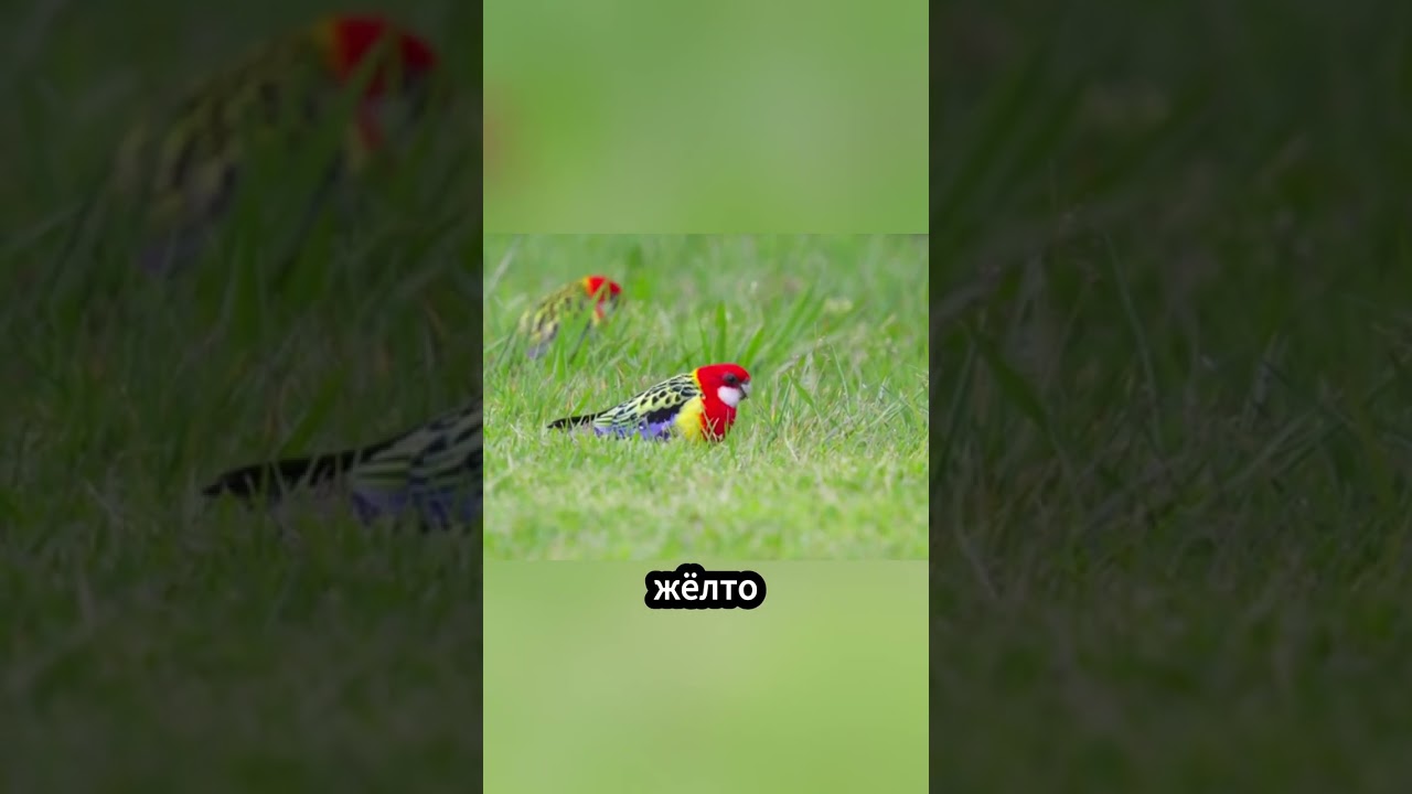 🔹 "Один из самых красивых попугаев в мире!"