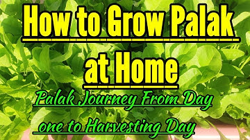 How to Grow Palak (Spinach) At Home -Full Information With Updates ITerrace gardening