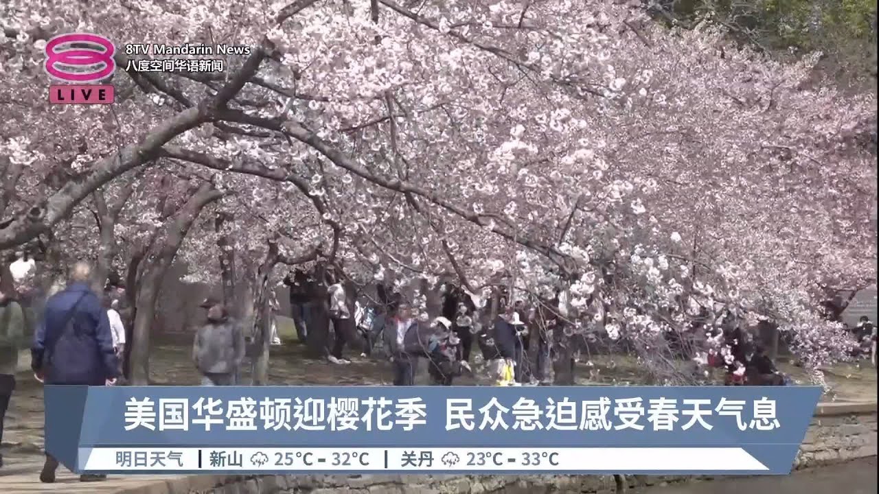 美国华盛顿迎樱花季 民众急迫享受春天气息【2023.03.22 八度空间华语新闻】