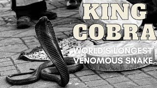 KING COBRA FACTS / THE LONGEST VENOMOUS SNAKE by EARTH TRACE 5 views 1 year ago 8 minutes, 24 seconds