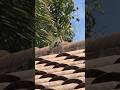 Baby Iguana on the roof Fort Lauderdale Florida #iguana #reptile #wildlife #fyp #viral