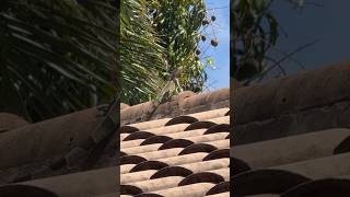 Baby Iguana on the roof Fort Lauderdale Florida #iguana #reptile #wildlife #fyp #viral