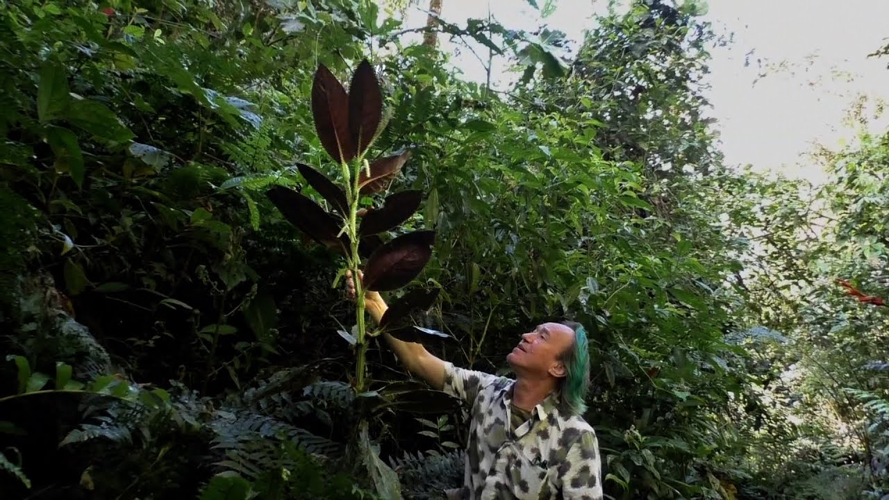 FIELD TRIP WITH PATRICK BLANC IN PERU - CUZCO TO MANU & MACHU PICCHU