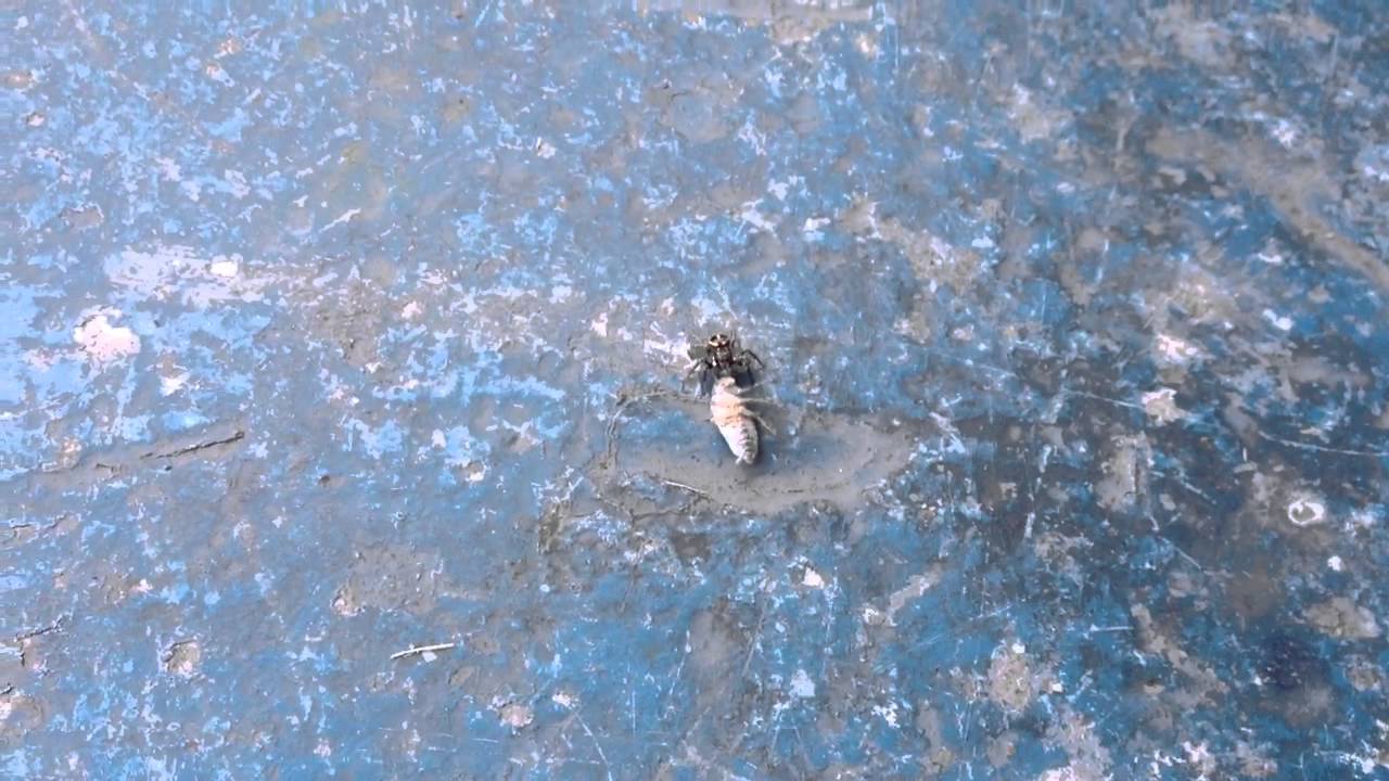 7/13/15 spider eating a borax covered roach yummy YouTube