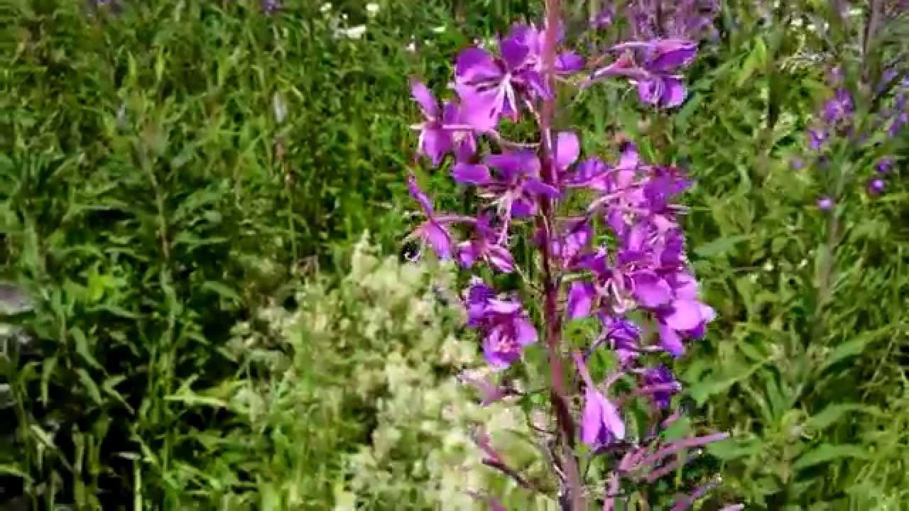 Иван-чай (кипрей) — полезные свойства и применение Иван-чай (кипрей) — полезные свойства и применение