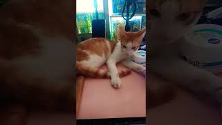 Miu Sinakop Muna Table Ko Hashortvedio catlover