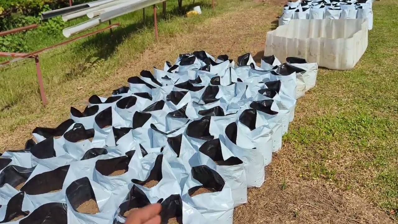 Drip Irrigation Farming in Trinidad & Tobago 🇹🇹 | Farm Progress, Growth Updates & What’s Next