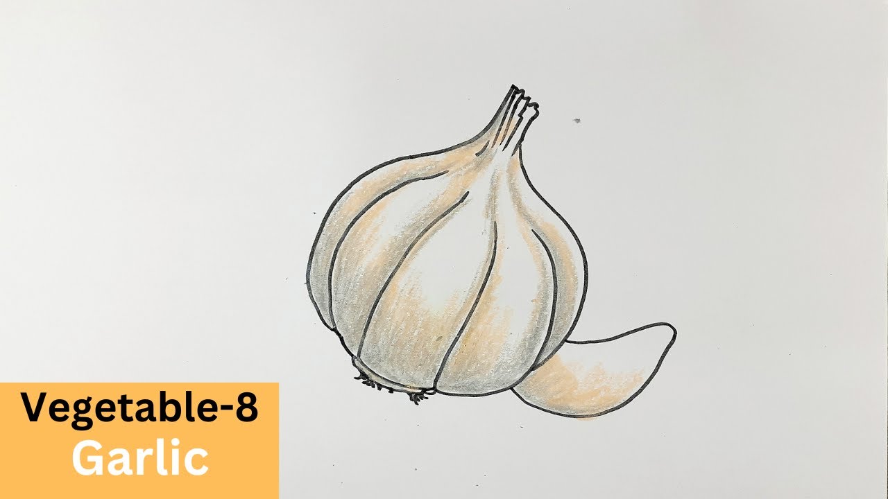 Garlic Picture Drawing For Kids