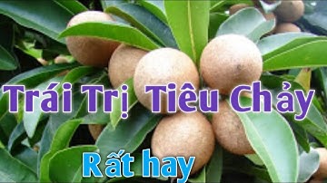 2 Bài Thuốc Dân Gian trị Tiêu Chảy rất hay. PHAN HẢI channel