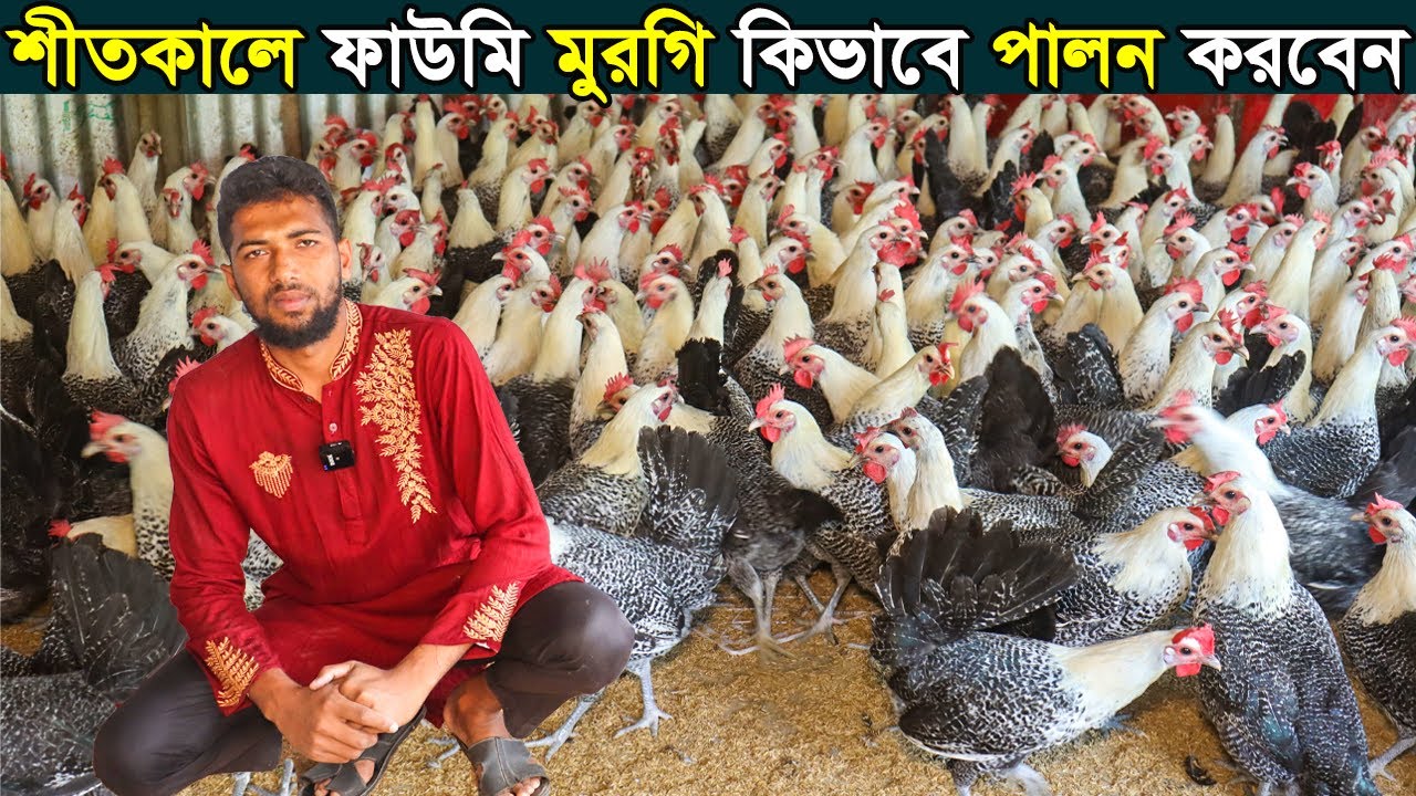 পাবনার তরুণ উদ্যোক্তা শাকিল খান যে ভাবে ২৫ হাজার ফাউমি মুরগি পালন করে মাসে লক্ষ টাকা আয় করে।