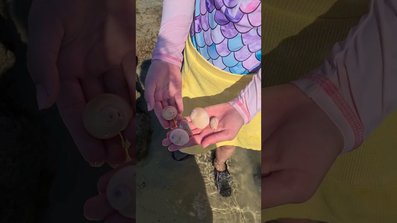 Moon snail/bums and Volute shells all found in the same rock pool 
